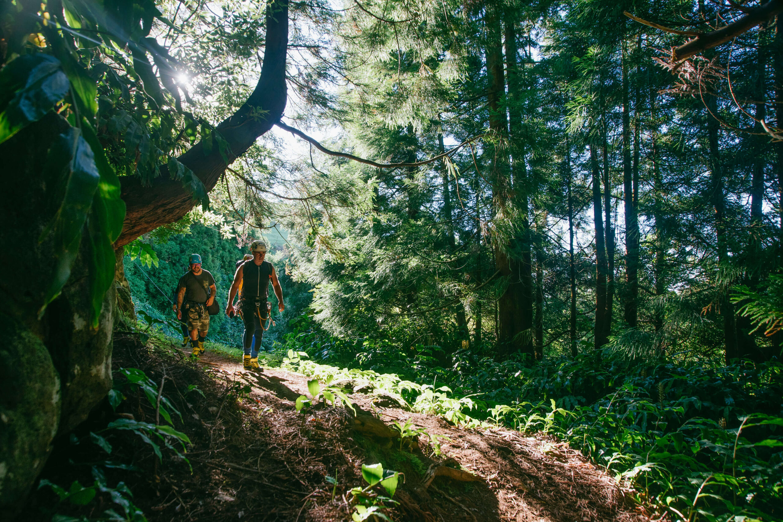 Contact 4 Hiking through the woods in São Jorge island, Azores