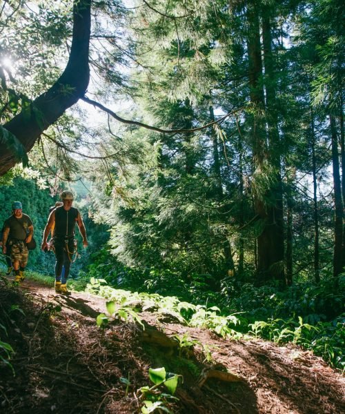 Contato 4 Hiking through the woods in São Jorge island, Azores